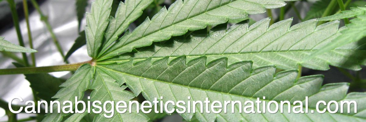 cannabisgeneticsinternational.com